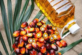 palm oil harvard